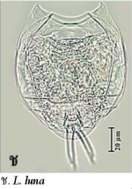 Lecane luna