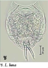 Lecane luna