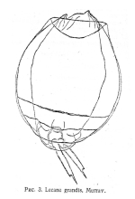 Lecane luna