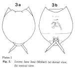 Lecane luna