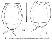 Lecane luna