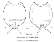 Lecane luna
