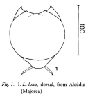Lecane luna