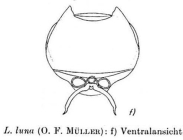 Lecane luna