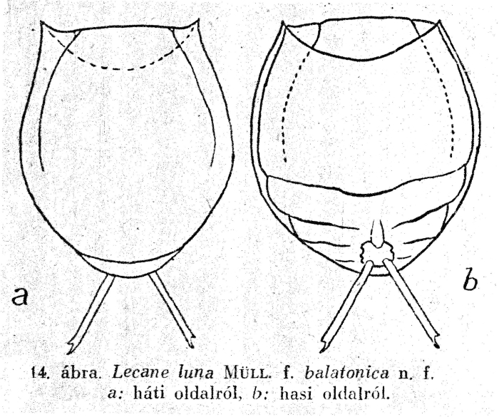 Lecane luna f. balatonica - Original description image