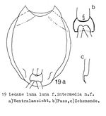 Lecane luna var. intermedia - Original description image