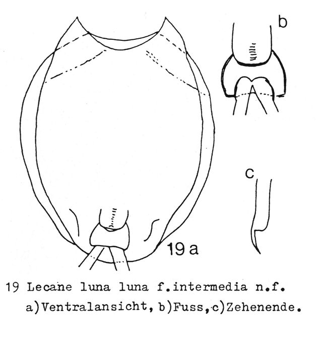 Lecane luna var. intermedia - Original description image