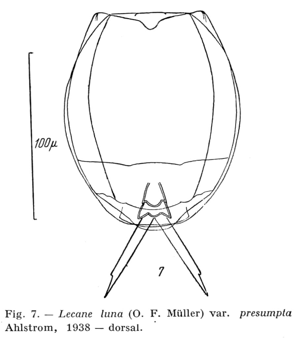 Lecane luna var. presumpta