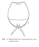 Lecane luna var. presumpta