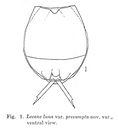 Lecane luna var. presumpta