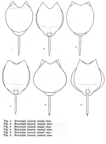 Lecane lunaris