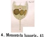 Lecane lunaris