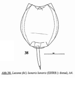Lecane lunaris