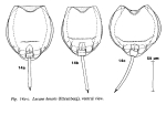 Lecane lunaris