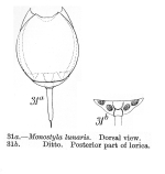 Lecane lunaris