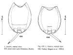 Lecane lunaris