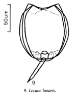 Lecane lunaris