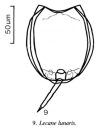 Lecane lunaris