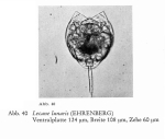 Lecane lunaris