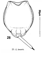 Lecane lunaris