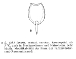 Lecane lunaris