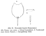 Lecane lunaris