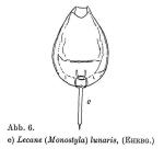 Lecane lunaris