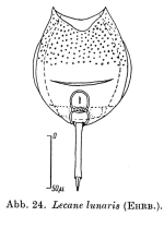 Lecane lunaris
