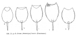 Lecane lunaris