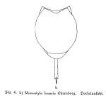 Lecane lunaris
