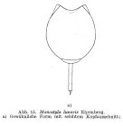 Lecane lunaris