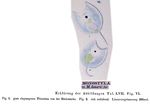 Lecane lunaris