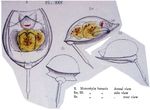 Lecane lunaris