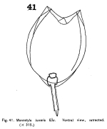 Lecane lunaris