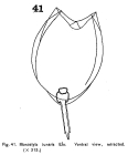 Lecane lunaris