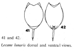 Lecane lunaris