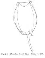 Lecane lunaris