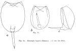 Lecane lunaris