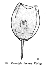 Lecane lunaris
