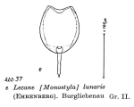 Lecane lunaris
