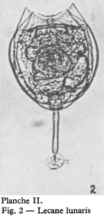 Lecane lunaris
