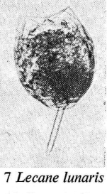 Lecane lunaris