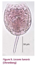 Lecane lunaris