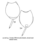 Lecane lunaris