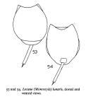 Lecane lunaris
