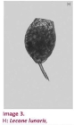 Lecane lunaris