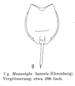Lecane lunaris