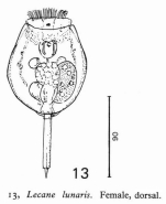 Lecane lunaris
