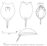 Lecane lunaris