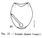 Lecane lunaris